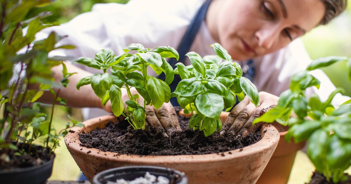 Le basilic et la menthe deviendront plus gros et plus touffus cet été avec une tâche essentielle accomplie maintenant