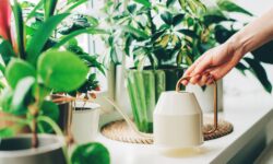 Les maisons seront plus fraîches en été si vous ajoutez 5 plantes d&rsquo;intérieur communes
