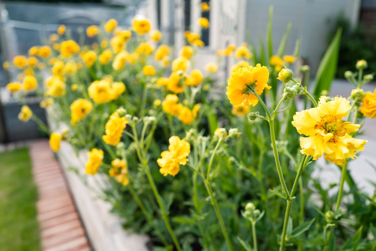 Jolie dame de geum jaune stratheden poussant dans un lit surélevé dans un jardin ou une cour. Jolie dame de geum jaune stratheden poussant dans un lit surélevé dans un jardin ou une cour.