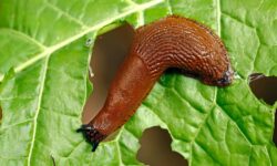 Les limaces ne mangeront pas les fleurs des jardins avec ces 4 plantes cet été