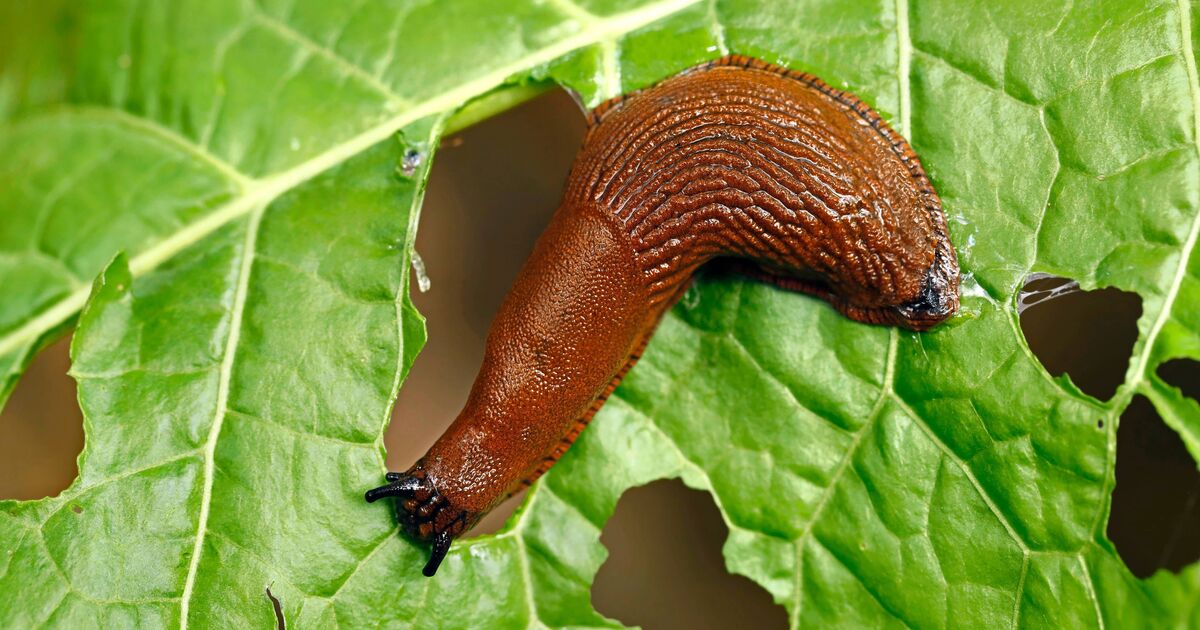 Les limaces ne mangeront pas les fleurs des jardins avec ces 4 plantes cet été