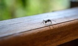 Oubliez les fourmis à la maison : 5 astuces faciles, rapides et pratiques pour les empêcher d&rsquo;entrer en été