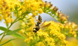 Les guêpes resteront à l&rsquo;écart des jardins lorsqu&rsquo;un article ménager courant est placé à l&rsquo;extérieur