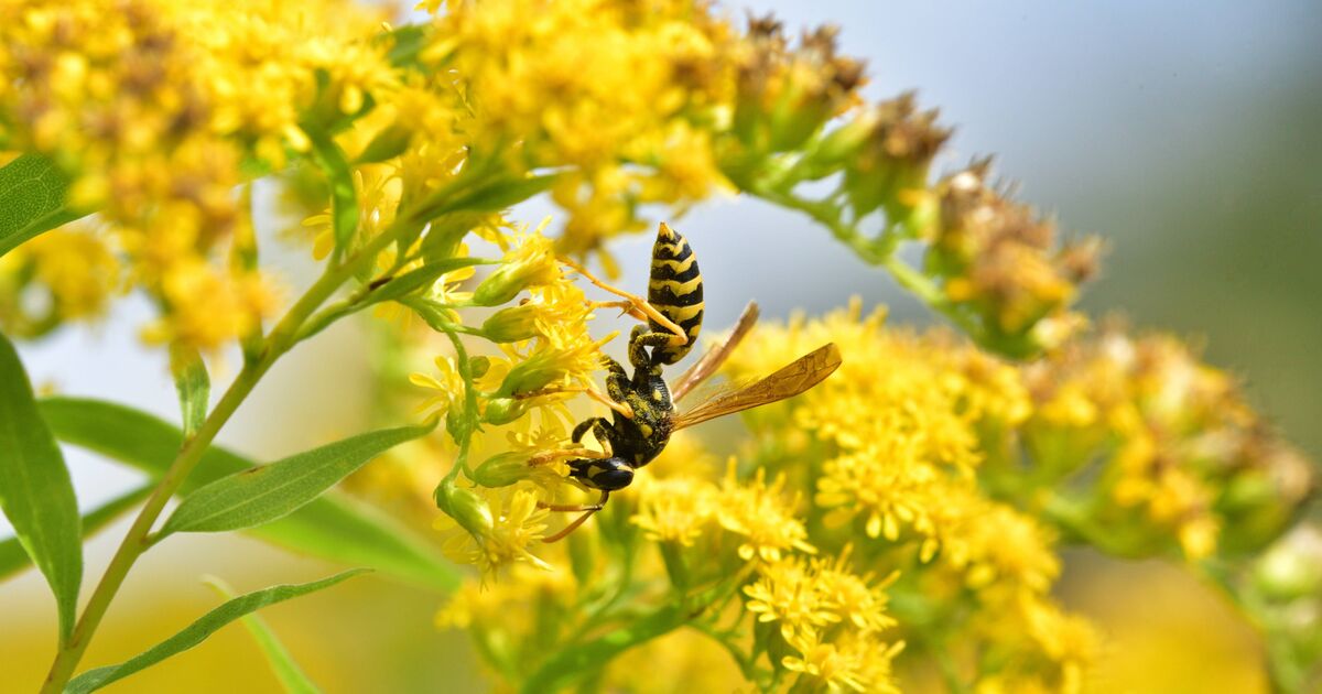 Les guêpes resteront à l'écart des jardins lorsqu'un article ménager courant est placé à l'extérieur