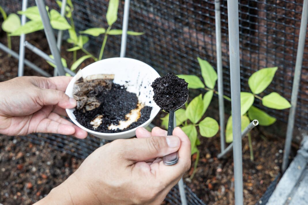 Le marc de café est ajouté aux plantes potagères comme engrais organique naturel riche en azote pour la croissance