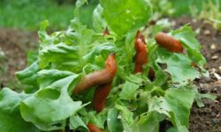 J&rsquo;ai demandé à 5 experts quelles sont les meilleures méthodes naturelles pour éloigner les limaces des jardins