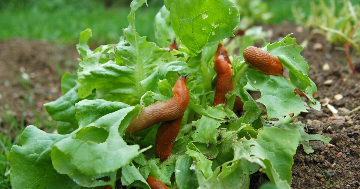 J'ai demandé à 5 experts quelles sont les meilleures méthodes naturelles pour éloigner les limaces des jardins