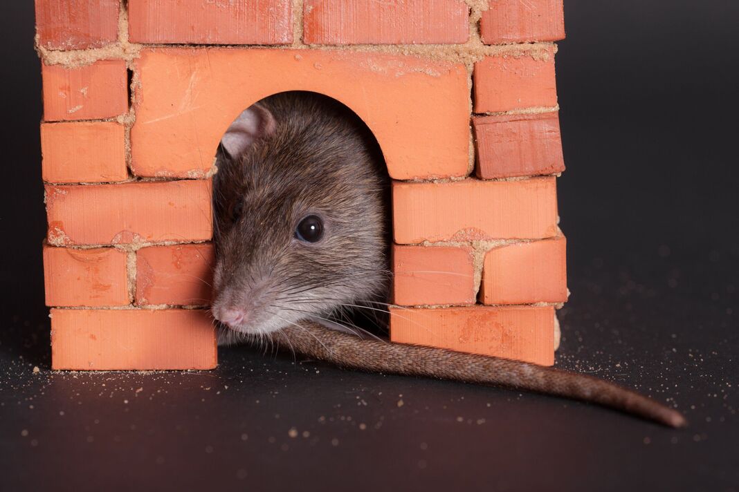 portrait de rat domestique brun portrait de rat domestique brun