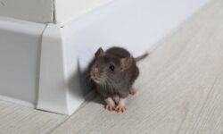 Les rats ne peuvent pas entrer dans votre maison si un article de supermarché à 36 pence est utilisé