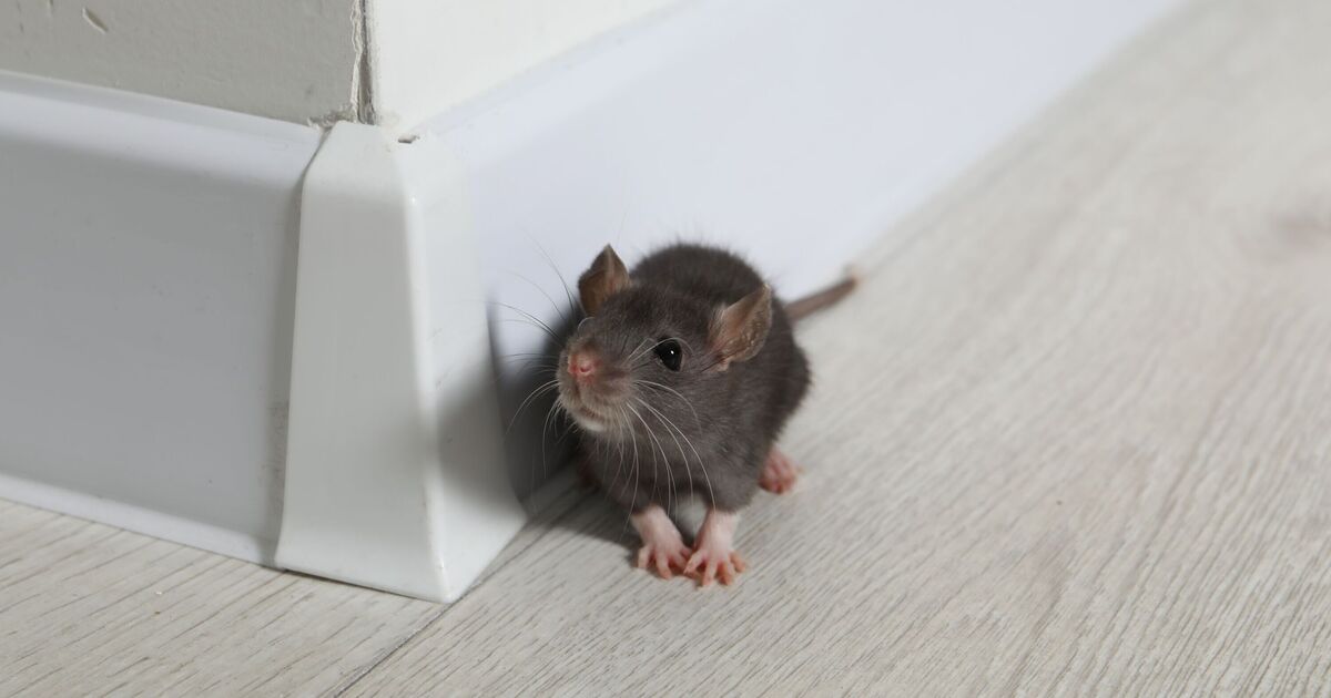 Les rats ne peuvent pas entrer dans votre maison si un article de supermarché à 36 pence est utilisé