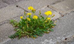 Pas de vinaigre ni d&rsquo;eau de Javel : les mauvaises herbes meurent instantanément lorsqu&rsquo;elles sont recouvertes par 2 articles de cuisine courants.