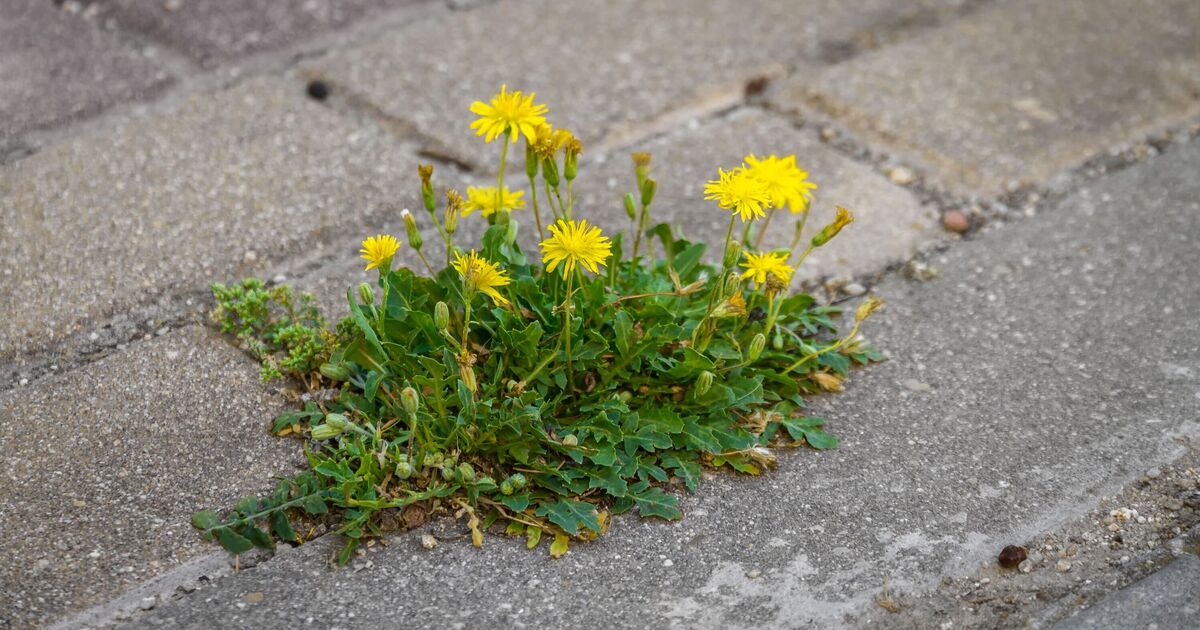 Pas de vinaigre ni d'eau de Javel : les mauvaises herbes meurent instantanément lorsqu'elles sont recouvertes par 2 articles de cuisine courants.