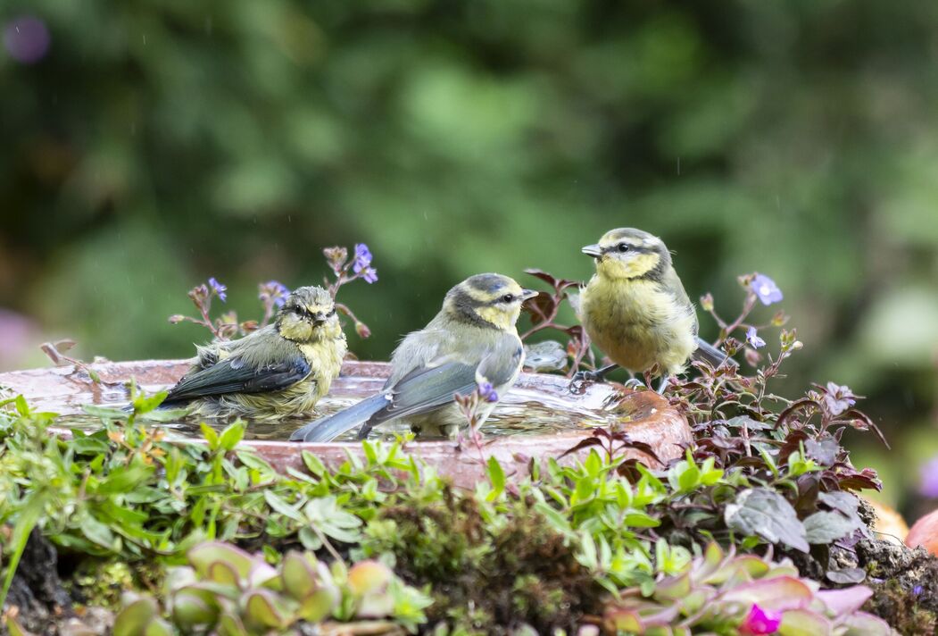 Mésange bleue Cyanistes caeruleus, trois juvéniles perchés dans un bain d'oiseaux de jardin, entourés de plantes. Juillet.
