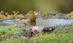 Les jardiniers sont invités à ajouter une pièce de 2 pence aux bains d&rsquo;oiseaux en été