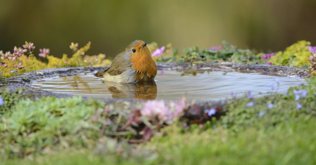 Les jardiniers sont invités à ajouter une pièce de 2 pence aux bains d'oiseaux en été