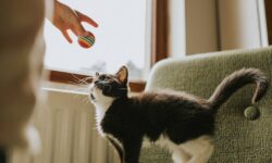 Pas de gêne ou d&rsquo;anxiété : les propriétaires de chats peuvent mal interpréter la queue vibrante de leur animal.