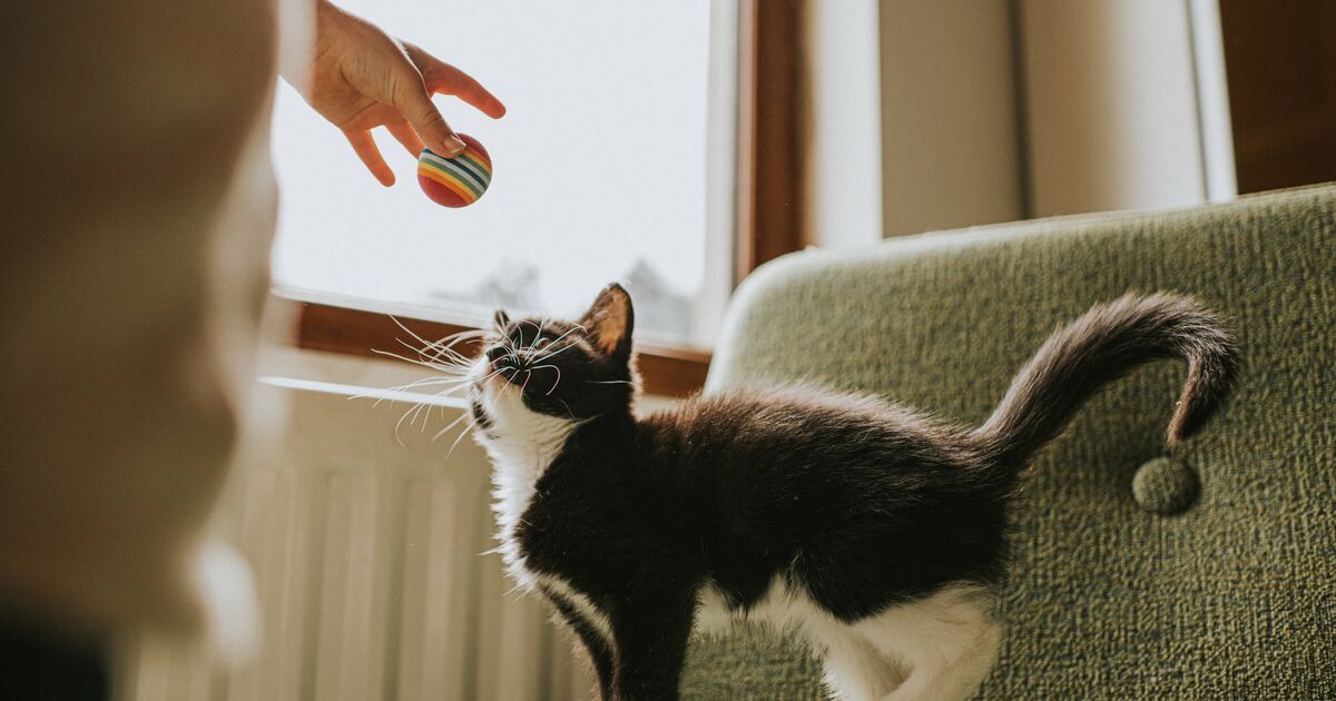 Pas de gêne ou d'anxiété : les propriétaires de chats peuvent mal interpréter la queue vibrante de leur animal.