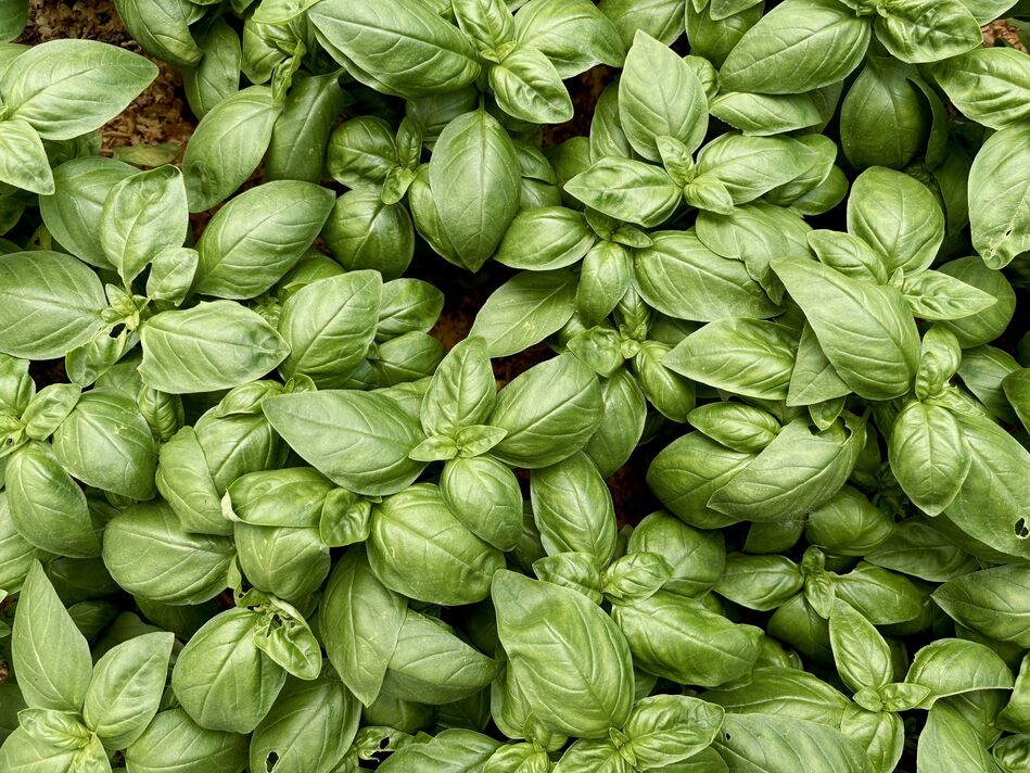 gros plan de feuilles de basilic - plantes aromatiques. vue d'en haut