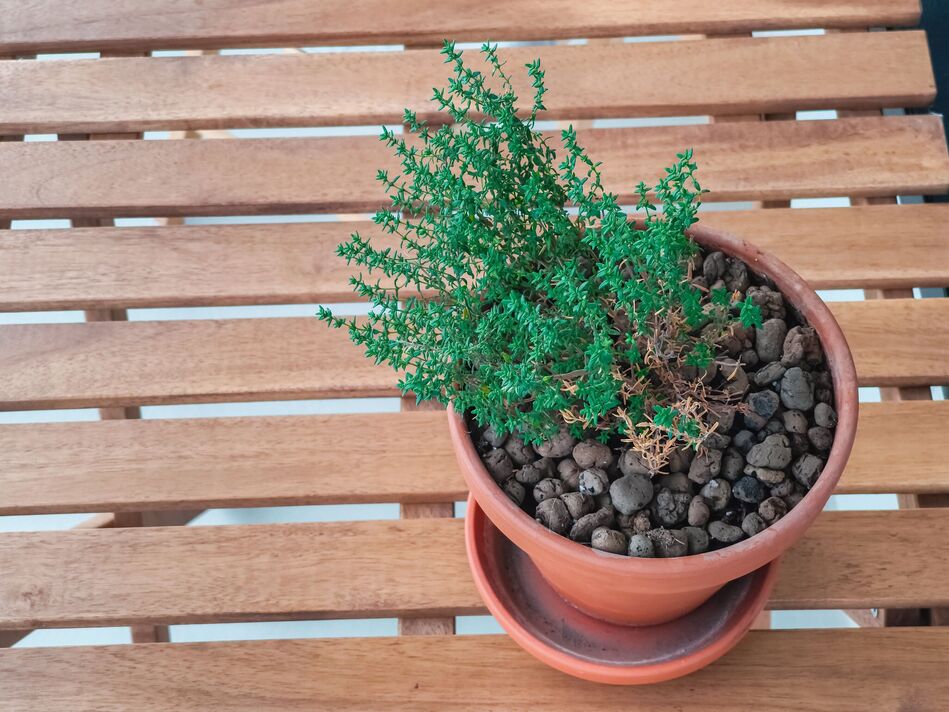 Plante de thym poussant dans un pot en terre cuite sur une table en bois