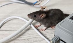Les rats éviteront votre maison tout l’été lorsque ces trois herbes seront utilisées