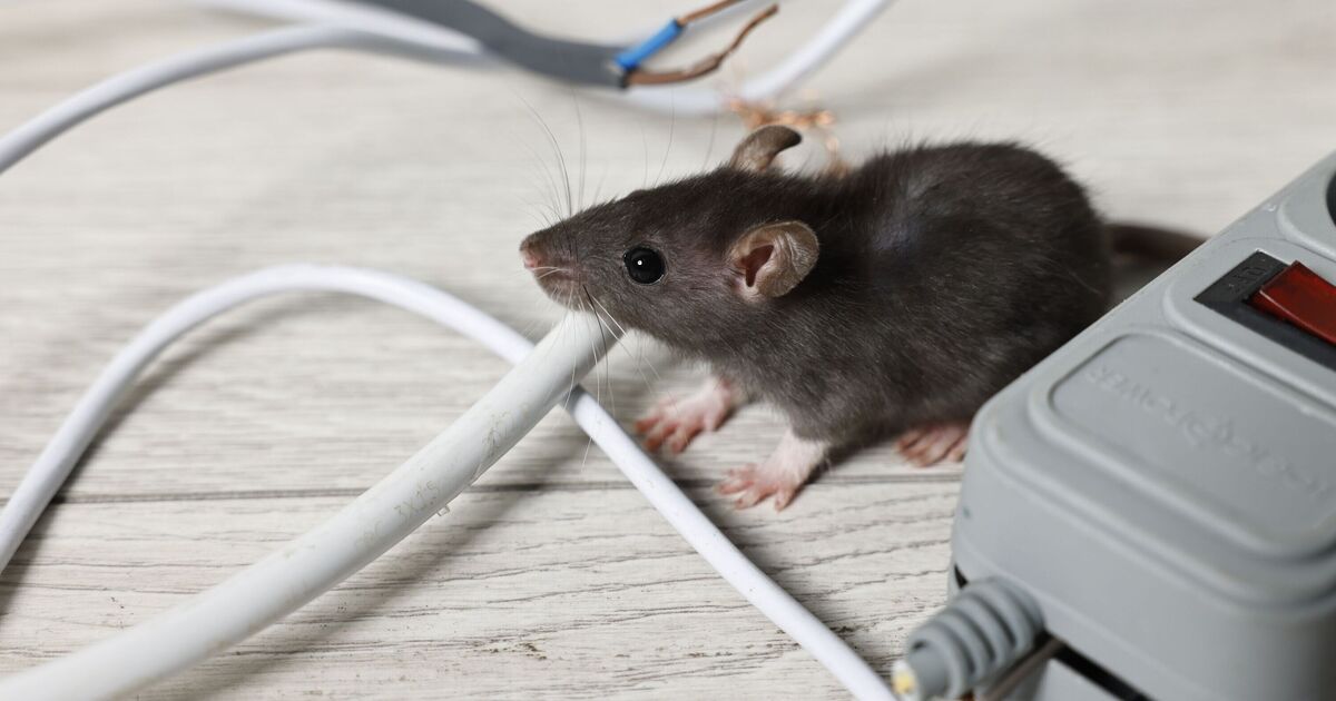 Les rats éviteront votre maison tout l’été lorsque ces trois herbes seront utilisées