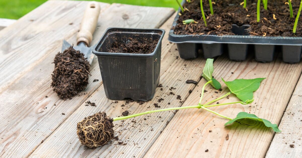 Arrêtez de jeter les vieux pots de plantes car ils ont une autre utilité astucieuse