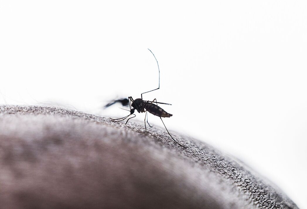 Moustique Aedes Moustique Aedes