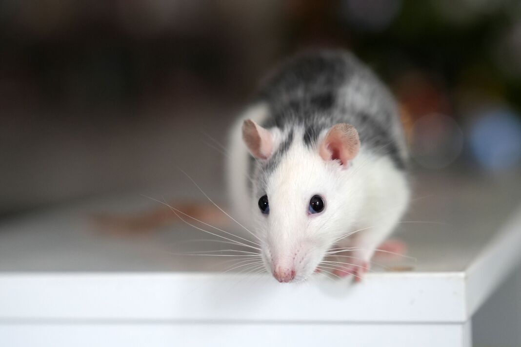 Rat domestique noir et blanc assis sur une surface blanche à l'intérieur, animal curieux, animal domestique, gros plan, moustaches, mignon, à l'intérieur Rat domestique noir et blanc assis sur une surface blanche à l'intérieur, animal curieux, animal domestique, gros plan, moustaches, mignon, à l'intérieur