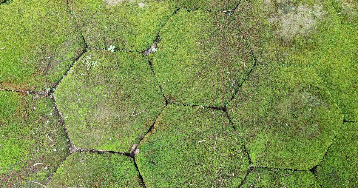 Les terrasses de jardin seront exemptes de mousse si 1 ingrédient de cuisine est appliqué sur les dalles
