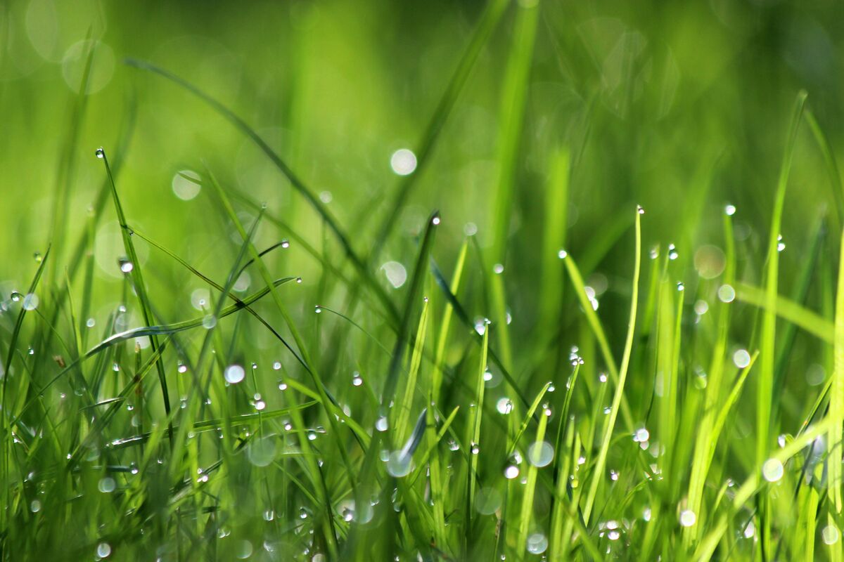 Champ d'herbe Champ d'herbe