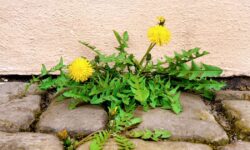 Les mauvaises herbes seront « brûlées » si les jardiniers pulvérisent 1 produit naturel cette semaine