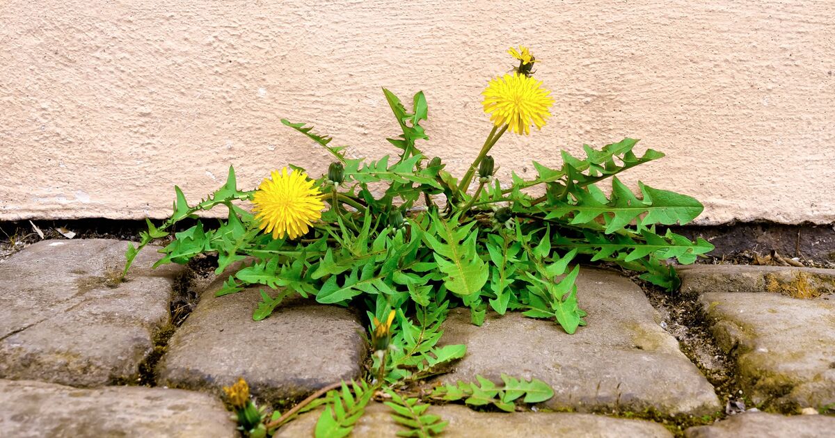 Les mauvaises herbes seront « brûlées » si les jardiniers pulvérisent 1 produit naturel cette semaine