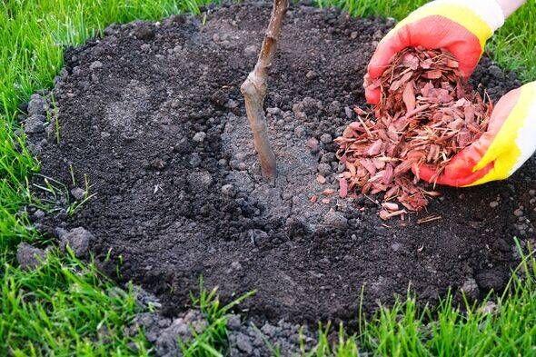Processus de plantation d'un semis de pommier, paillis de jardinier avec écorce de mélèze autour du tronc d'arbre, mains dans des gants en gros plan