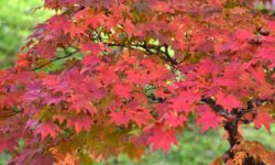 Les érables japonais seront vibrants et ne perdront pas leurs poils si 1 élément est ajouté au sol ce mois-ci