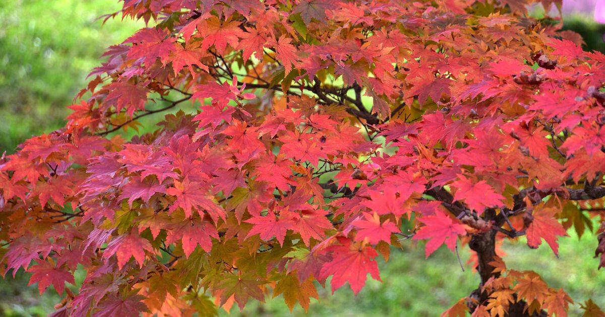 Les érables japonais seront vibrants et ne perdront pas leurs poils si 1 élément est ajouté au sol ce mois-ci