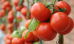 Les jardiniers sont invités à ajouter au sol un article de salle de bain courant pour des plants de tomates plus juteux
