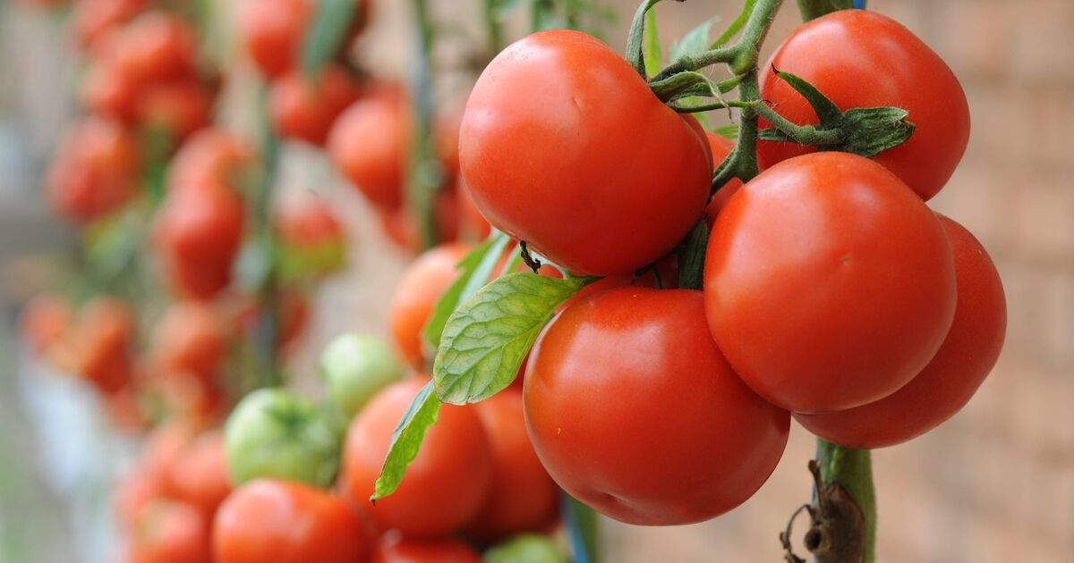 Les jardiniers sont invités à ajouter au sol un article de salle de bain courant pour des plants de tomates plus juteux