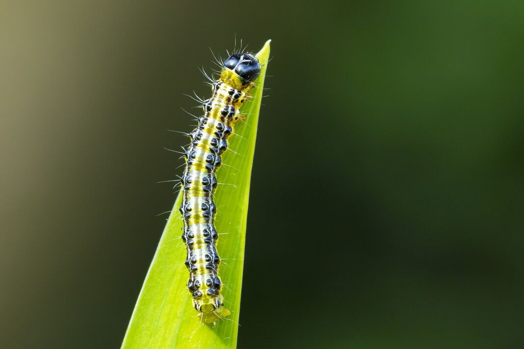 Chenille de la teigne du buis, Cydalima perspectalis, gros plan