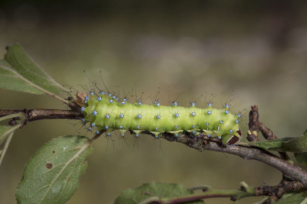Saturnia pyri, papillon géant du paon, chenille