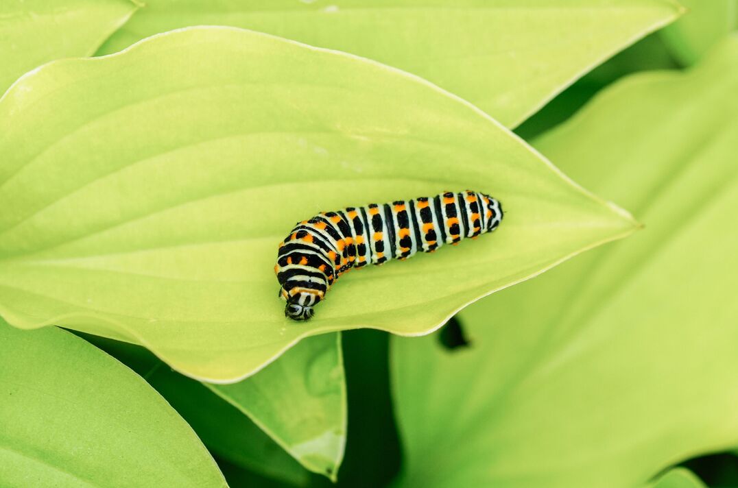 Chenille du papillon machaon. Gros plan de l'insecte. Papilio machaon.