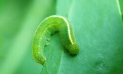 Empêchez les chenilles de manger les plantes avec un spray fait maison et des ingrédients que vous avez déjà
