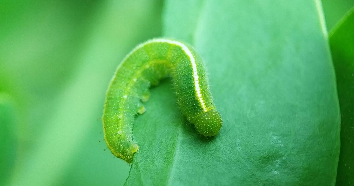 Empêchez les chenilles de manger les plantes avec un spray fait maison et des ingrédients que vous avez déjà