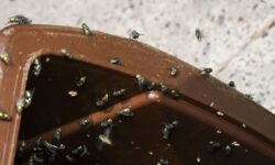 Pas de vinaigre ni de bicarbonate de soude – 2 articles de cuisine empêchent les asticots d’entrer dans vos poubelles