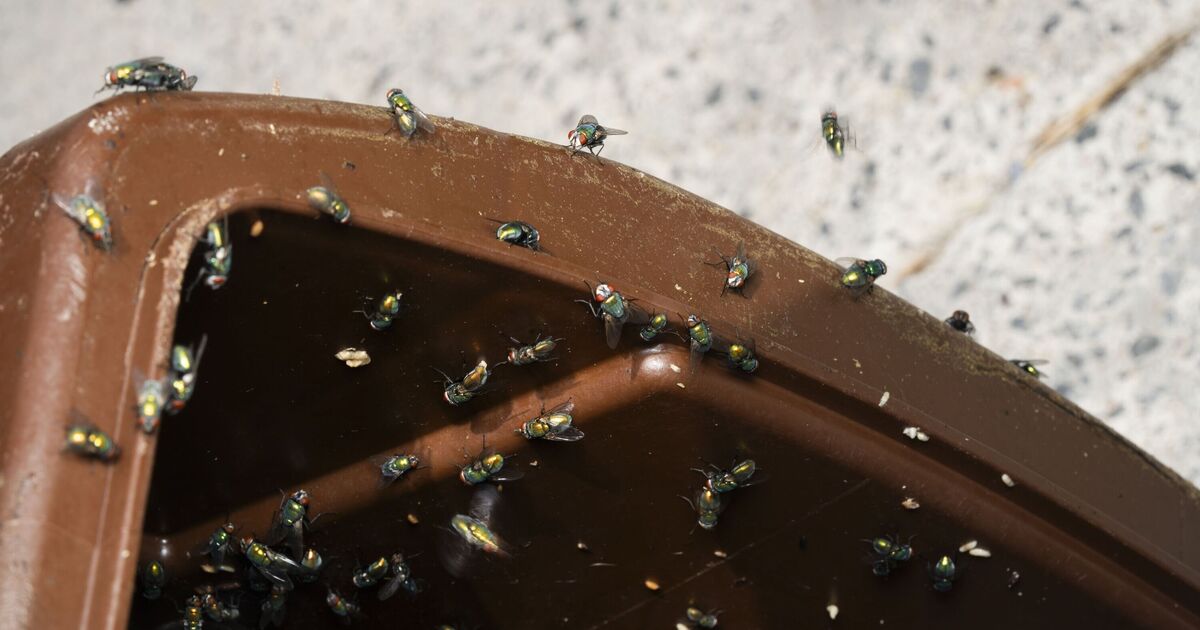 Pas de vinaigre ni de bicarbonate de soude – 2 articles de cuisine empêchent les asticots d’entrer dans vos poubelles