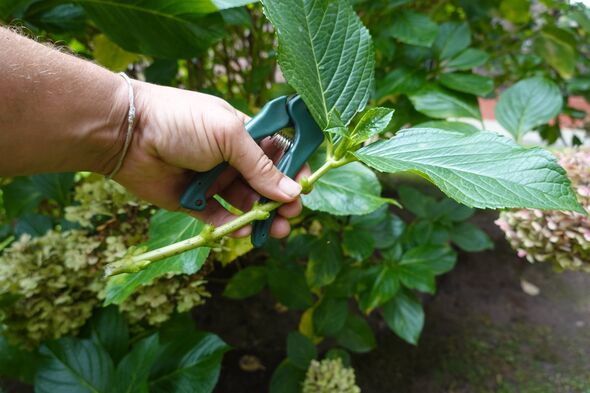 Jardinier prenant des boutures d'hortensia pour la propagation, à l'aide d'un sécateur dans un jardin Jardinier prenant des boutures d'hortensia pour la propagation, à l'aide d'un sécateur dans un jardin