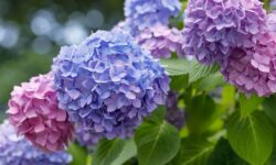Les jardiniers sont invités à effectuer une tâche simple sur les hortensias en juillet pour obtenir une deuxième floraison