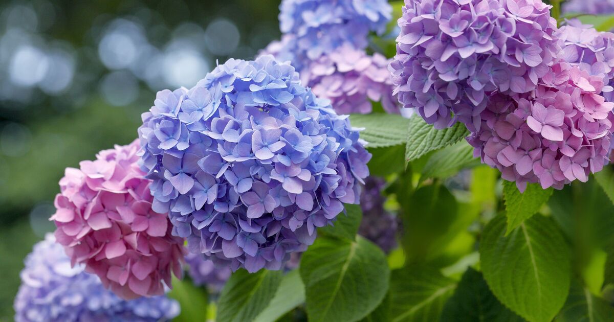 Les jardiniers sont invités à effectuer une tâche simple sur les hortensias en juillet pour obtenir une deuxième floraison