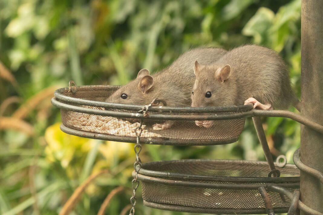 Rats bruns, Rattus norvegicus, mangeant des graines de tournesol provenant de mangeoires à oiseaux Rats bruns, Rattus norvegicus, mangeant des graines de tournesol provenant de mangeoires à oiseaux