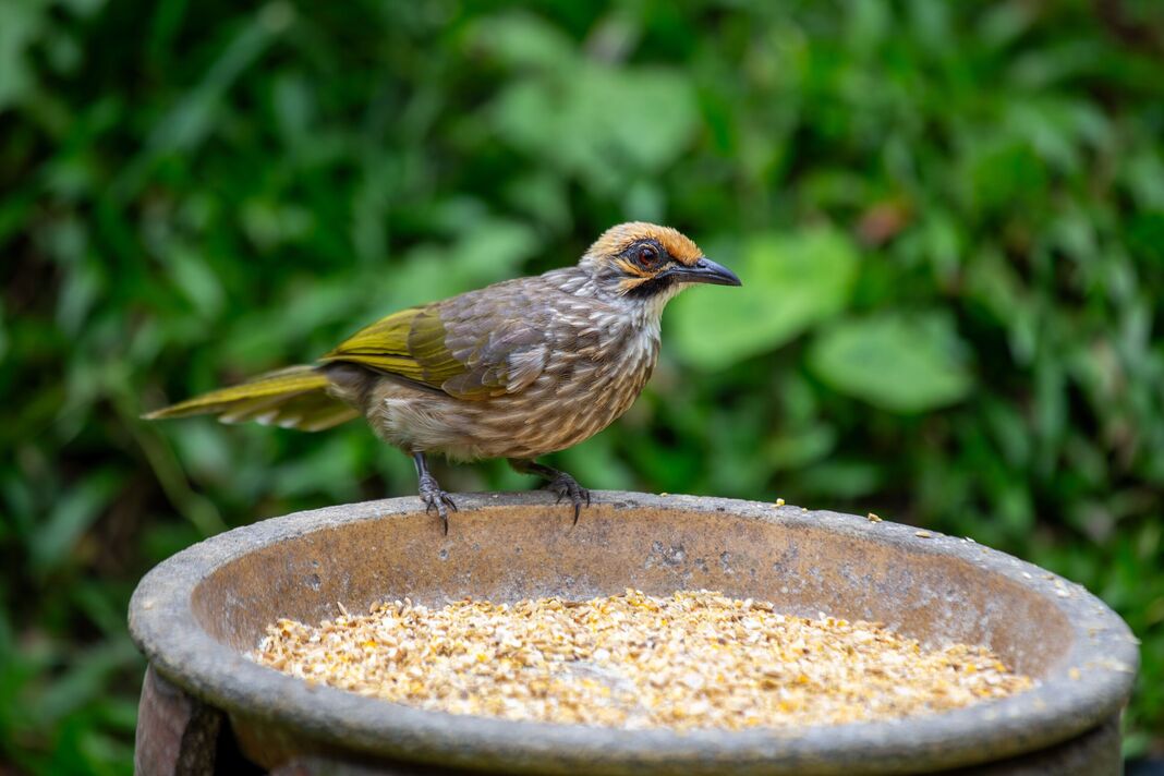 Bulbul à tête paille, un oiseau chanteur en danger critique d'extinction Bulbul à tête paille, un oiseau chanteur en danger critique d'extinction
