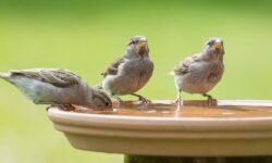 Les gens sont invités à accomplir une tâche simple chaque jour en juillet pour assurer la sécurité des oiseaux